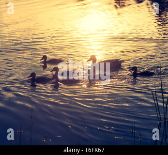 Canard et canetons au coucher du soleil Banque D'Images