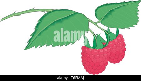 Framboises Vector Illustration Illustration de Vecteur