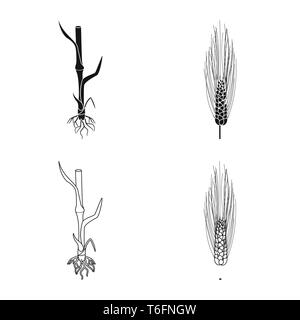 L'orge,tige,root,sols,hiver,printemps,graines,spike,cultiver le blé dur,Culture,randonnée,vert,croissance,feuilles,or,agriculture,agriculture,seigle,plantes,blé,maïs,grain,récolte,ferme,,champ,set,icône,,illustration,collection,isolé,design,graphisme,élément,signe, vecteurs vecteur , Illustration de Vecteur