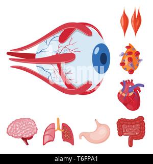 Globe oculaire,sang,musculaire,coeur,cerveau Poumon Estomac,,oeil,organes,plasma,cardiologie,esprit,,trachée,tube,tissu,cornée,cell,,cardiovasculaire,renseignement,pulmonaire intestin gastrique,couches,capot,body,science,la douleur,,l'artère,Anatomie interne d'organes,médical,des,santé,biologie,scientifique,recherche,laboratoire,,set,icône,illustration,isolé,collection,design,élément,graphique,signe,caricature,couleur,vecteurs vecteur , Illustration de Vecteur