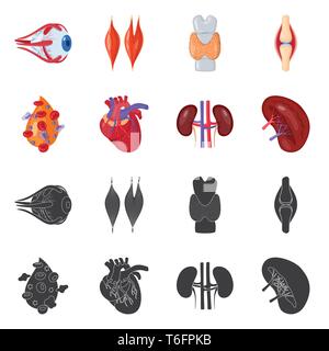 Muscle dorsal,oeil,os,sang,coeur,rein,oeil,,organes,moelle,plasma,tendon,,cardiologie,urinaire cornée,os,tissus,ligament,cell,haricots,cardiovasculaire blessures,couches,couvrir,body,structure,transplantation,system,meubles,,don,biologie,scientifique,recherche,laboratoire,Anatomie interne d'organes,médical,des,santé,,set,icône,,illustration,collection,isolé,design,graphisme,élément vecteur vecteurs,signer , Illustration de Vecteur