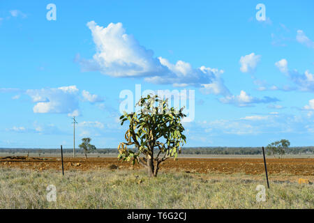 Cactus (Opuntia) sont un genre de plantes envahissantes introduites en Australie. Vu dans le Nord du Queensland, Queensland, Australie Banque D'Images