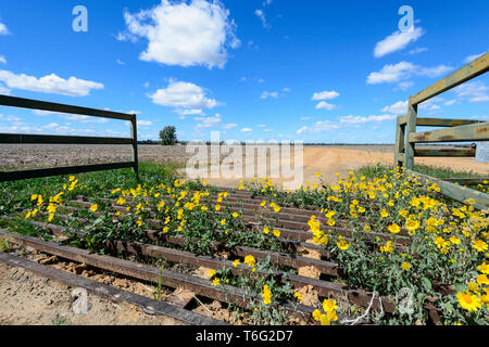 Fleurs jaunes sur une grille de plus en plus de bétail le long de la route de Carnarvon, Queensland, Australie, Queensland de l'intérieur Banque D'Images