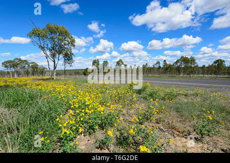 Fleurs jaunes qui poussent sur le Carnarvon Highway, l'intérieur du Queensland, Queensland, Australie Banque D'Images