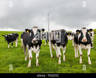 Fennells Bay, Espagne. 01 mai, 2019. Le climat de l'Irlande est parfait pour la croissance de l'herbe et les vaches peuvent grase à l'extérieur, sur le vert des pâturages pour la plupart de l'année. Cela a permis à la marque de l'agriculture, Kerrygold pour devenir la première marque alimentaire irlandaise à dépassé 1 milliard d'euros de valeur au détail annuelles. L'image montre un troupeau de vaches sur les pâturages verts luxuriants grasing à Fennells Bay, dans le comté de Cork, Irlande.. Crédit : David Creedon/Alamy Live News Banque D'Images