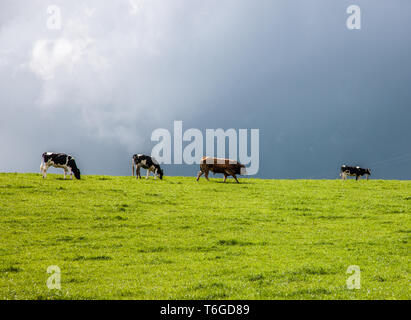 Fennells Bay, Espagne. 01 mai, 2019. Le climat de l'Irlande est parfait pour la croissance de l'herbe et les vaches peuvent grase à l'extérieur, sur le vert des pâturages pour la plupart de l'année. Cela a permis à la marque de l'agriculture, Kerrygold pour devenir la première marque alimentaire irlandaise à dépassé 1 milliard d'euros de valeur au détail annuelles. L'image montre un troupeau de vaches sur les pâturages verts luxuriants grasing à Fennells Bay, dans le comté de Cork, Irlande.. Crédit : David Creedon/Alamy Live News Banque D'Images