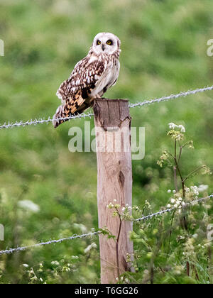 Harty, Kent, UK. 1er mai 2019. Météo France : un court-earred owl Sheppey est assis sur un post sur une soirée dans misty Harty, Kent. Credit : James Bell/Alamy Live News Banque D'Images