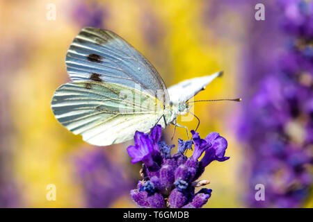 Papillon Blanc sur violet lavande Banque D'Images