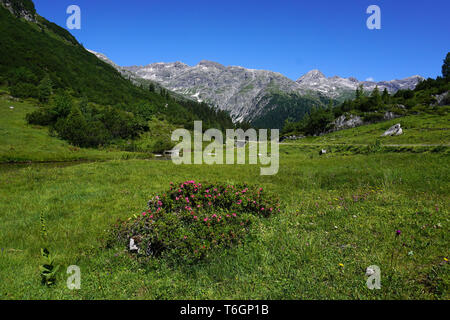 Paysage alpin, roses alpines, Vorarlberg, Autriche, Banque D'Images