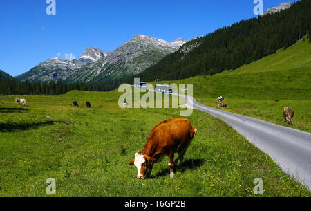 Vaches dans paysage alpin, l'Autriche, l'Europe, Banque D'Images