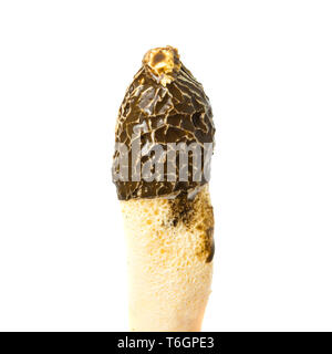 Phallus impudicus champignons vénéneux Banque D'Images
