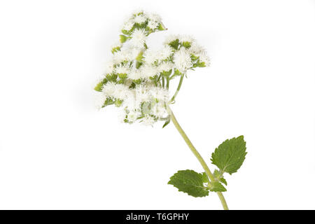 Bluetop, Ageratum houstonianum sur fond blanc Banque D'Images