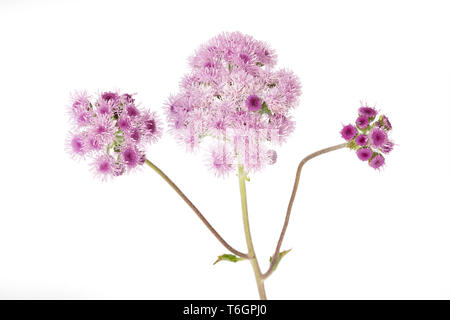 Bluetop, Ageratum houstonianum sur fond blanc Banque D'Images