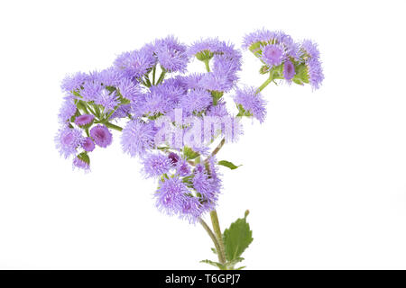 Bluetop, Ageratum houstonianum sur fond blanc Banque D'Images