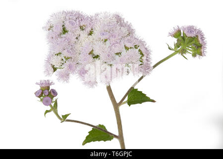 Bluetop, Ageratum houstonianum sur fond blanc Banque D'Images