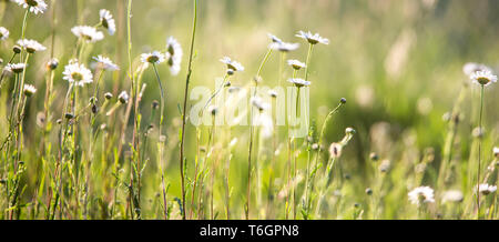 Fleurs marguerite fleurs sur une prairie en été Banque D'Images