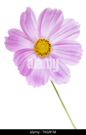 Jardin mexicain ou Cosmos bipinnatus cosmos, aster Banque D'Images