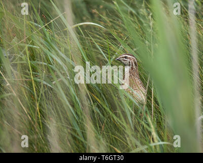 Caille commune (Coturnix coturnix) ou la caille Banque D'Images