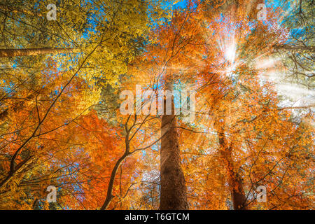 Plusieurs couleurs d'arbres dans la forêt d'automne Banque D'Images