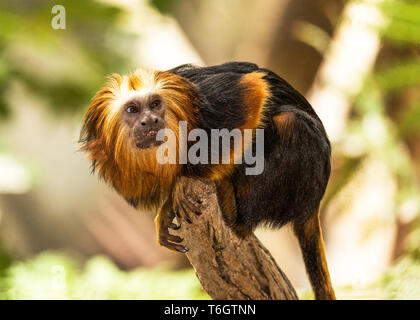 Tamarin à tête d'or (Leontideus chrysomelas) photographié à Argeles -Gazost Zoo.le sud-ouest de la France. Banque D'Images