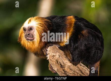 Tamarin à tête d'or (Leontideus chrysomelas) .photographié à Argeles -Gazost Zoo.le sud-ouest de la France. Banque D'Images