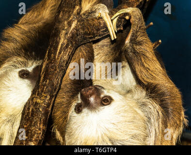 Hoffmann's Deux-toed Sloth (Choloepus hoffmanni).avec les jeunes femelles.photographié dans le Zoo de Stockholm.La Suède. Banque D'Images