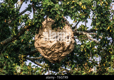 Frelon asiatique (Vespa velutina) maintenant un espèces nuisibles en France ce nid a été photographié dans un chêne dans mon jardin en Hautes-pyrénées. Banque D'Images