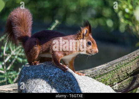 L'Écureuil roux (Sciurus vulgaris).L'écureuil rouge est la seule en France.Elle est généralement plus sombre que la race britannique. Banque D'Images