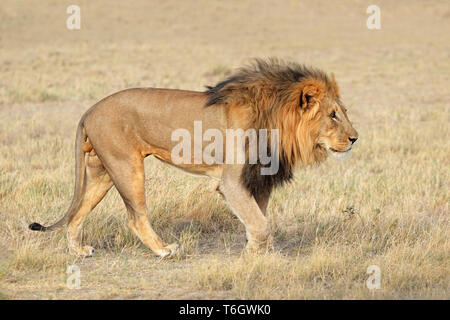 Grand mâle African lion (Panthera leo) dans l'habitat naturel, Etosha National Park, Namibie Banque D'Images