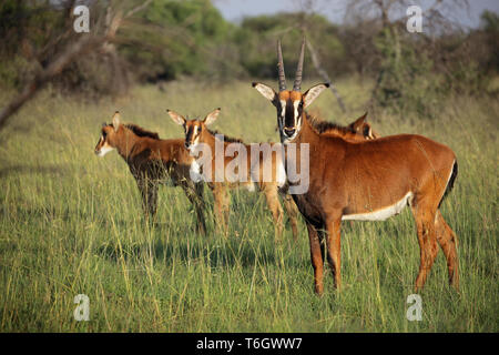 Un groupe de la famille des antilopes sable (Hippotragus niger) dans l'habitat naturel, l'Afrique du Sud Banque D'Images