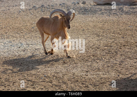 L'île de Sir Bani Yas, l'Arabian Wildlife Park, Abu Dhabi, UAE Banque D'Images