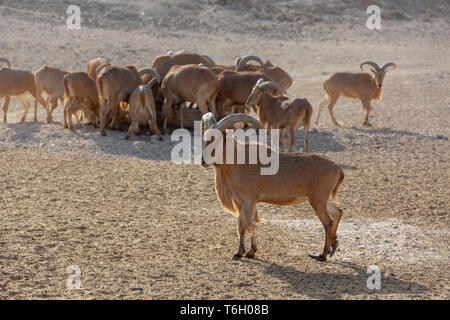 L'île de Sir Bani Yas, l'Arabian Wildlife Park, Abu Dhabi, UAE Banque D'Images