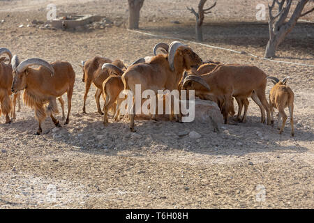 L'île de Sir Bani Yas, l'Arabian Wildlife Park, Abu Dhabi, UAE Banque D'Images