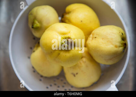 Maison fraîchement cueillis jaune organique pommettes obtenir la fuzz lavé entre eux tout en restant assis dans une passoire avant d'être transformé en pâte et jello. Banque D'Images