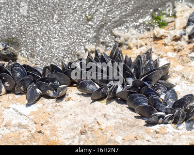 Les moules sur les rochers à marée basse, le milieu côtier. Banque D'Images