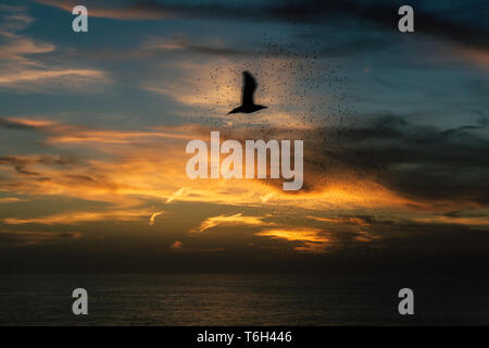 Silhouette d'un oiseau passant pendant le coucher du soleil sur une plage de Sao Miguel, Açores Banque D'Images