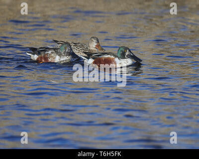 Le canard souchet, Anas clypeata, Europe Banque D'Images