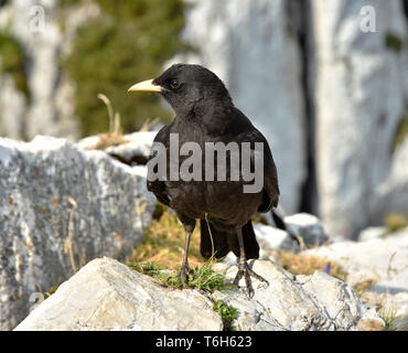 Pyrrhocorax graculus, Alpine chough, Autriche Banque D'Images
