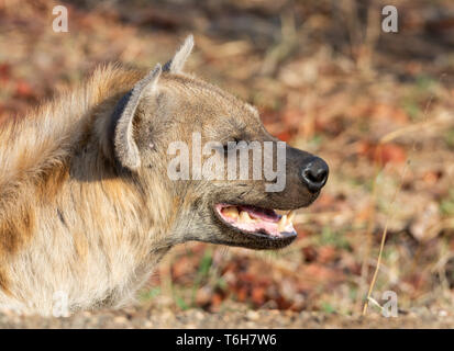 Un closeup portrait of a female Hyène tachetée dans le sud de la savane africaine Banque D'Images