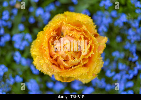 Tulipes perroquet jaune avec forget-me-not - les plantes herbacées dans un parc Banque D'Images