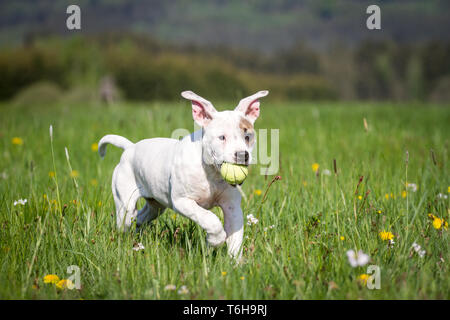 Chiot de type Bulldog blanc jouant avec une boule jaune sur la prairie de printemps Banque D'Images