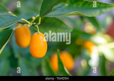 Le kumquat (Citrus japonica) cumquats, pendaison de fruits sur une branche Banque D'Images