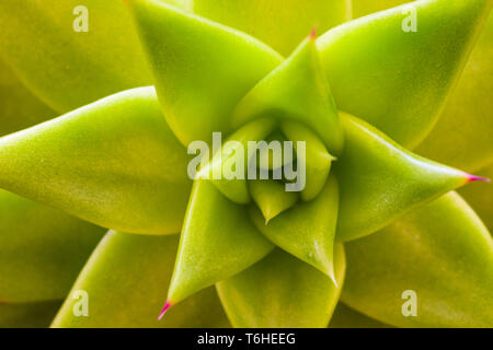 Echeveria agavoides (Corderoyi) succulentes close up Banque D'Images