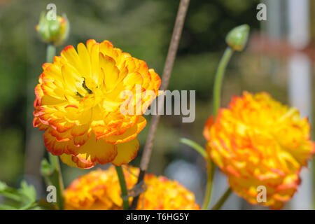 Ranunculus asiaticus renoncule jaune rouge (Perse) Banque D'Images