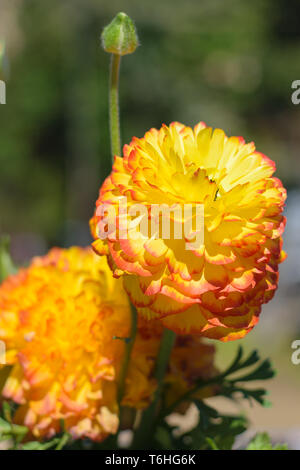Ranunculus asiaticus renoncule jaune rouge (Perse) Banque D'Images