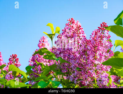 Branches de lilas en fleurs Plus de ciel bleu. Printemps nature background Banque D'Images