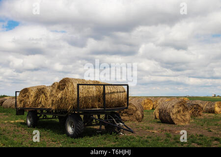 Les rouleaux de foin dans les champs de Serbie sont prêts pour le transport, certains déjà chargés sur une remorque de tracteur, mettant en valeur la vie rurale agricole Banque D'Images