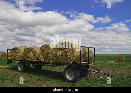 Les rouleaux de foin dans les champs de Serbie sont prêts pour le transport, certains déjà chargés sur une remorque de tracteur, mettant en valeur la vie rurale agricole Banque D'Images