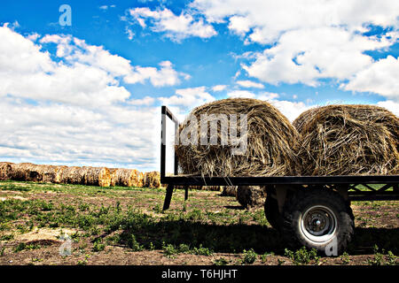 Les rouleaux de foin dans les champs de Serbie sont prêts pour le transport, certains déjà chargés sur une remorque de tracteur, mettant en valeur la vie rurale agricole Banque D'Images