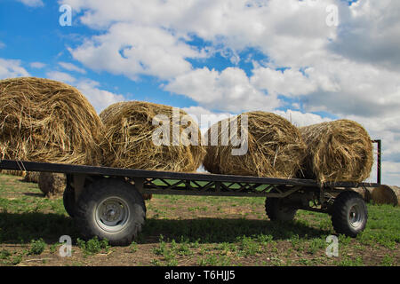 Les rouleaux de foin dans les champs de Serbie sont prêts pour le transport, certains déjà chargés sur une remorque de tracteur, mettant en valeur la vie rurale agricole Banque D'Images